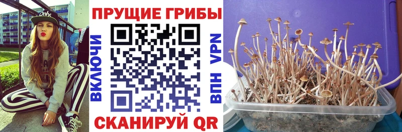 купить  сайты  Злынка  Псилоцибиновые грибы GOLDEN TEACHER 
